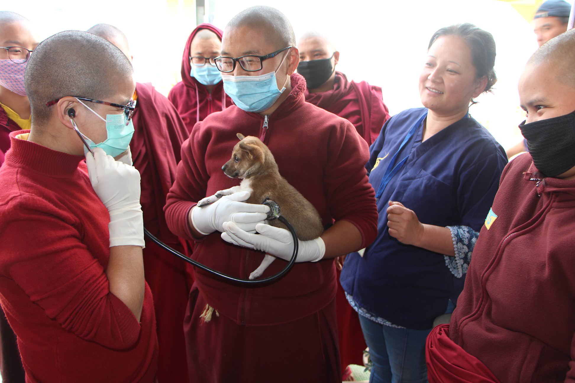 Training Nuns as Animal First-Aiders—Kagyu Monlam Animal Medical Camp